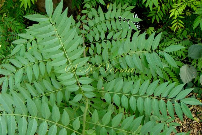  Leaves
